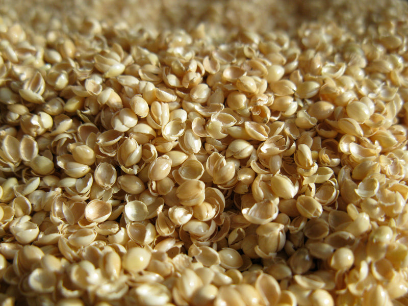 millet hulls organic close up photo by bean products