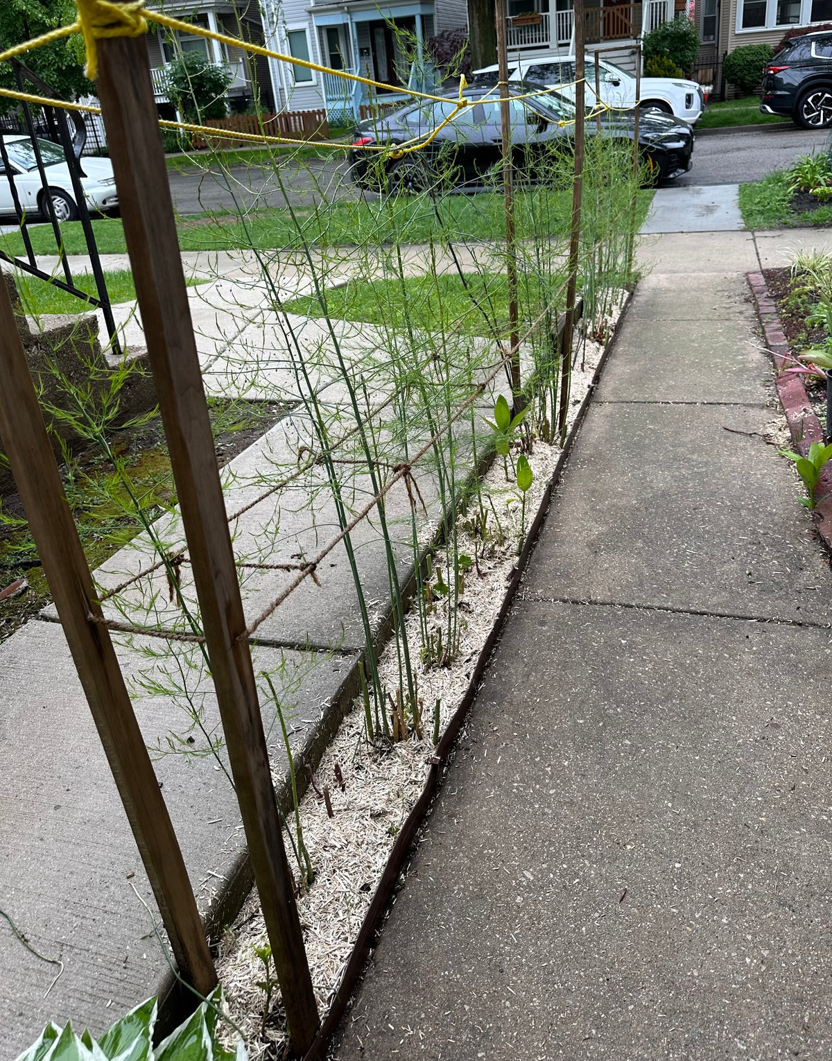 Backyard garden path with hemp mulch applied along fence line planting area