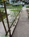 row of asparagus growing with hemp mulch home garden