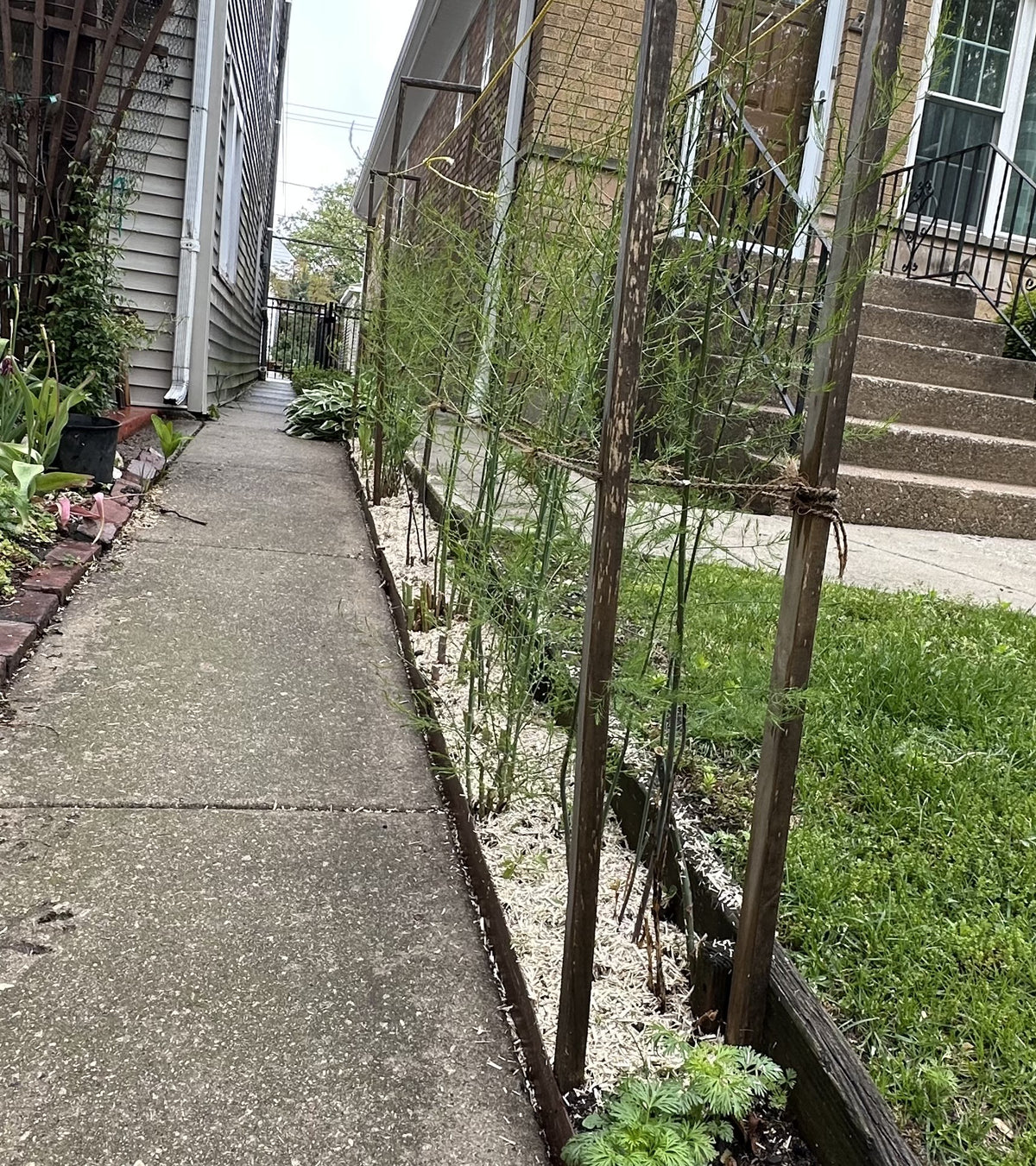 Urban sidewalk garden strip with hemp mulch around plants for clean landscaping