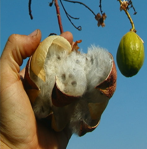 Kapok silk cotton is a great eco-friendly amigurumi stuffing
