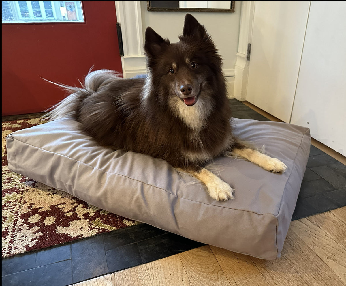 Dog lying on light gray cotton duck canvas dog bed with soft CertiPUR foam fill