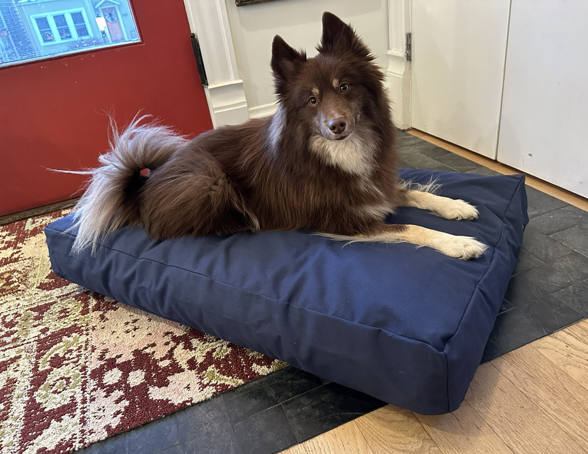 Dog relaxing on navy blue cotton duck canvas dog bed with supportive foam padding