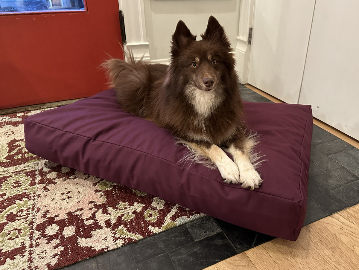 Dog resting on burgundy cotton duck canvas dog bed with lightweight CertiPUR foam fill