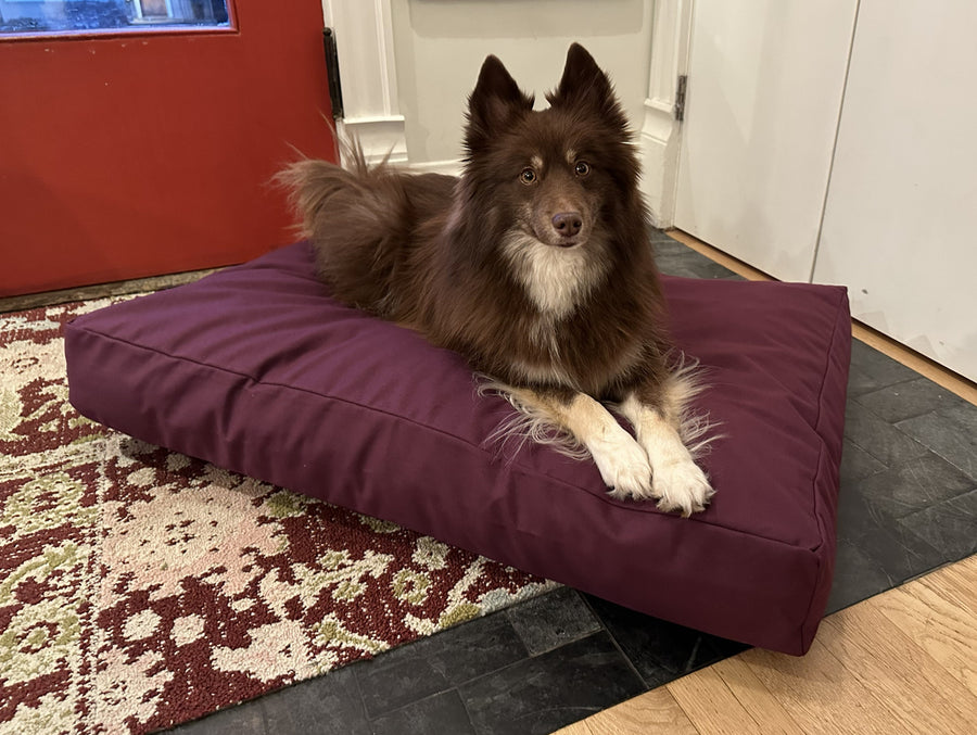 Dog resting on burgundy cotton duck canvas dog bed with lightweight CertiPUR foam fill