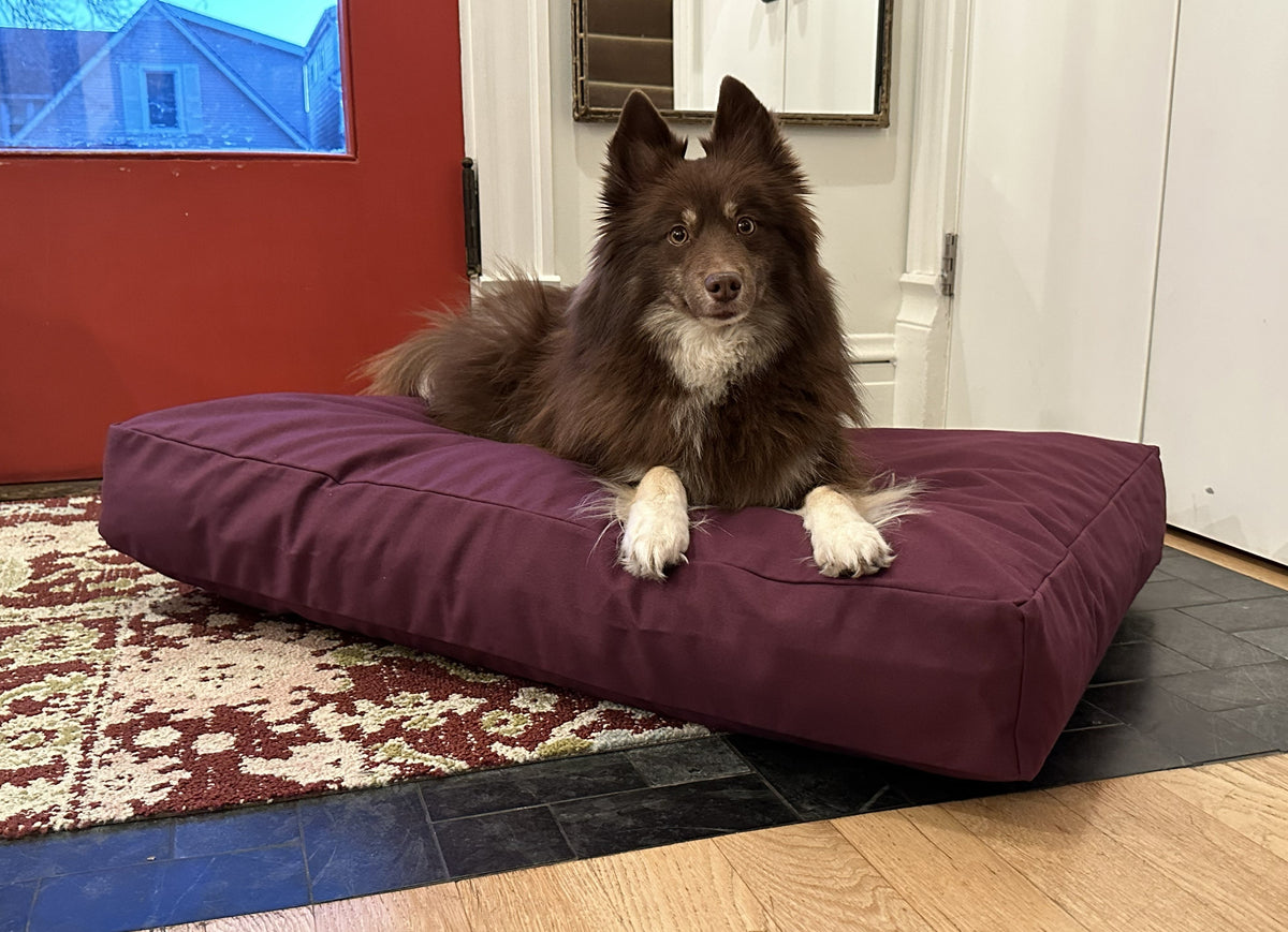 Dog resting on burgundy cotton duck canvas dog bed with soft foam filling for comfort