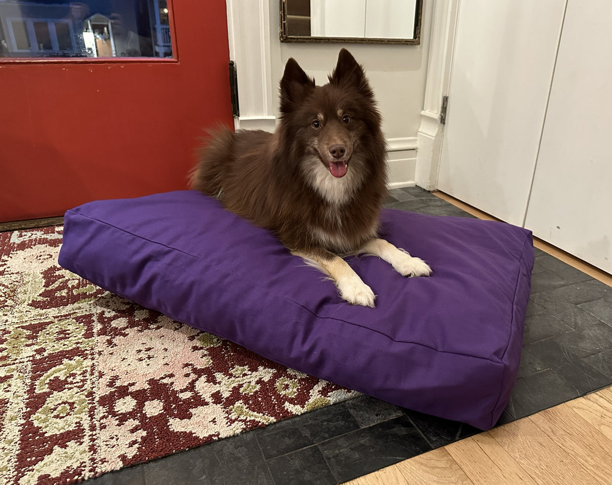 Dog resting on purple cotton duck canvas dog bed with durable cover and foam support