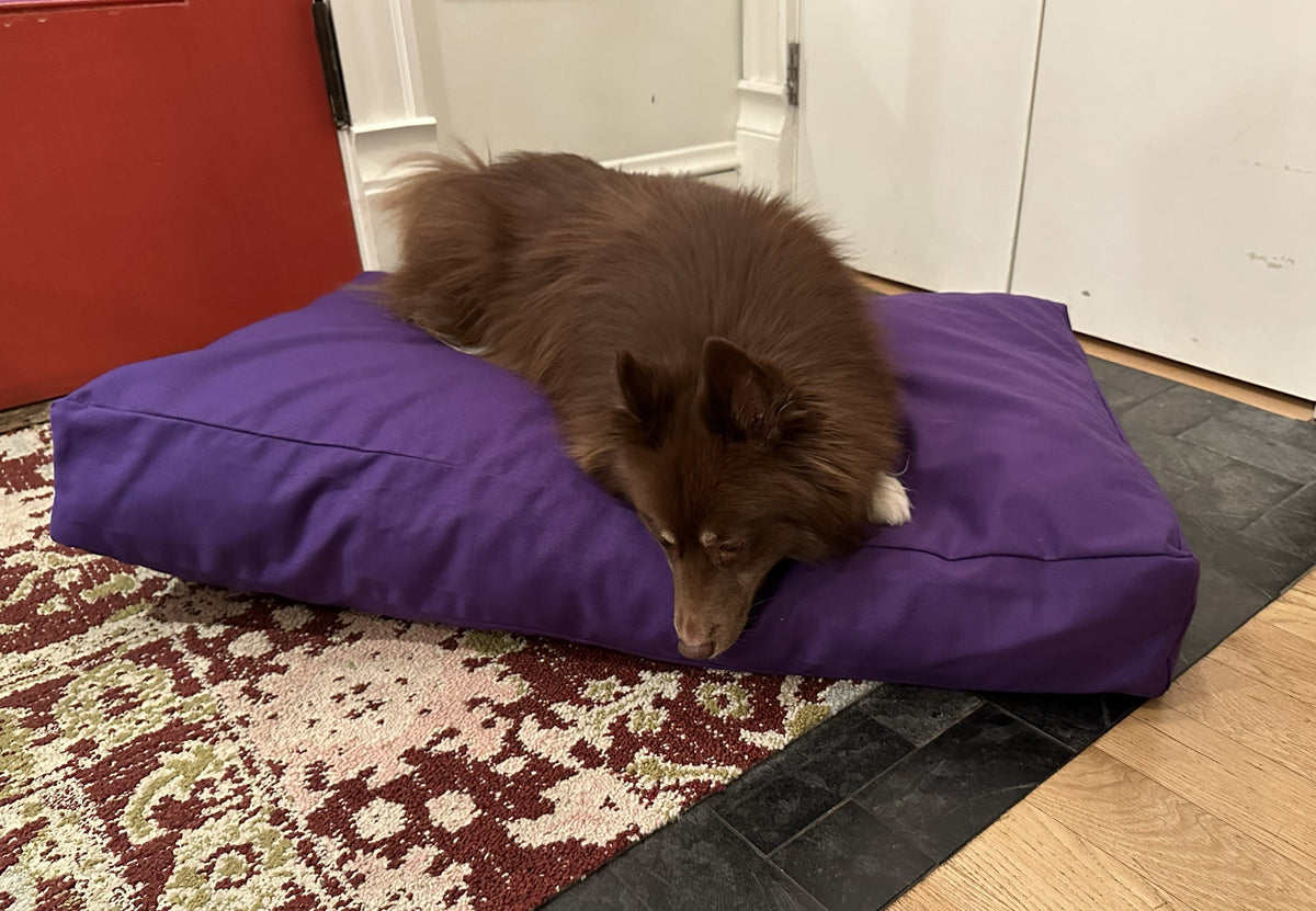 Dog lying on purple cotton duck canvas dog bed with durable canvas cover