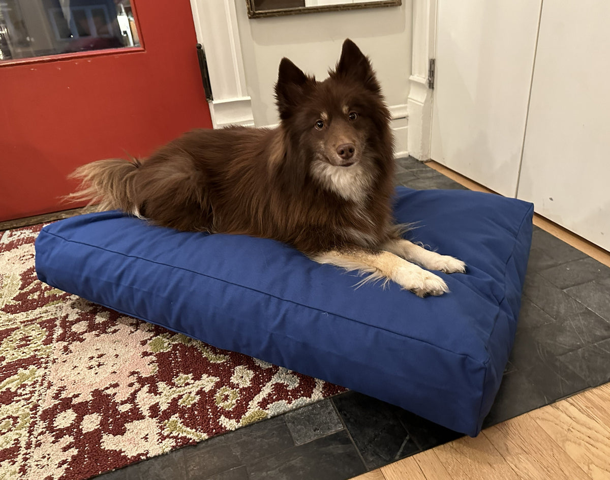 Dog relaxing on royal blue cotton duck canvas dog bed with lightweight foam padding