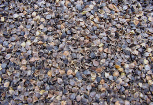 Texture close-up of natural organic buckwheat hulls filling material