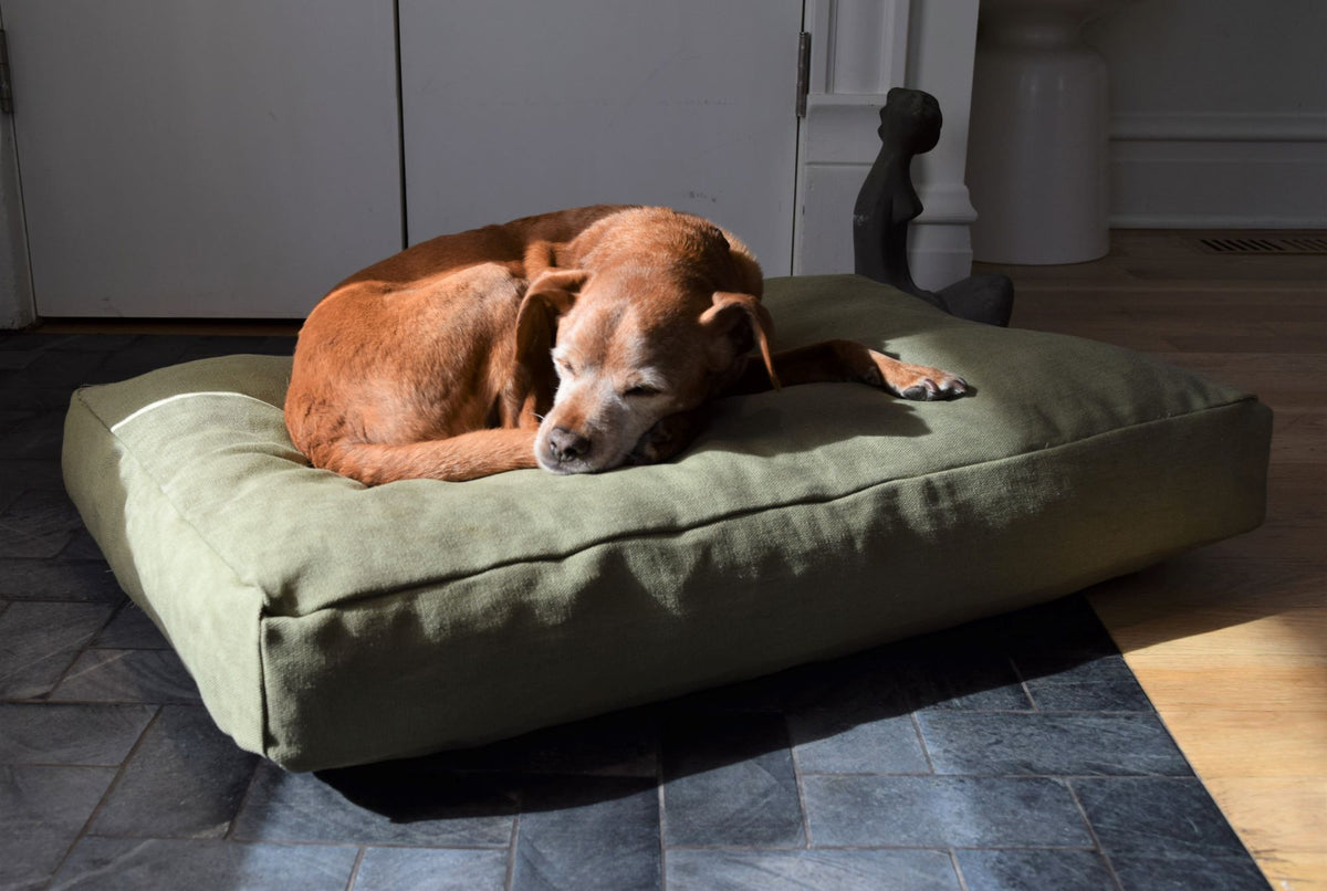 Small dog lounging on olive green hemp dog bed