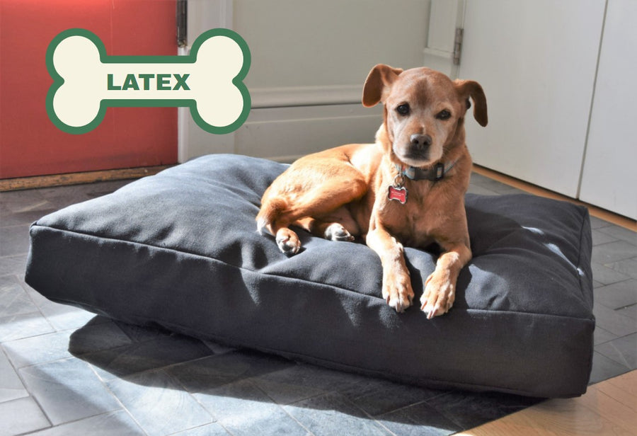Dog resting on premium hemp dog bed with organic latex foam fill and soft durable cover