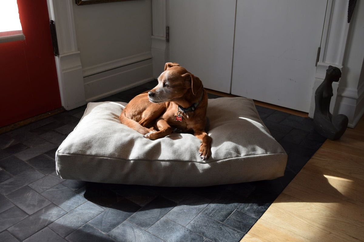 Small dog resting on natural hemp dog bed cover in indoor setting